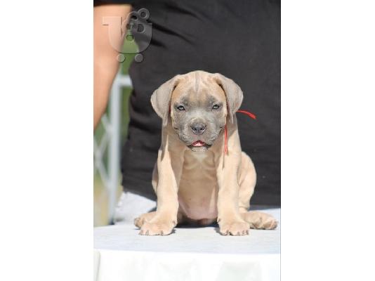 Κουτάβια Cane Corso